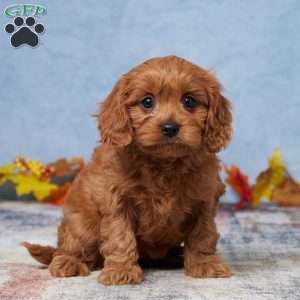 Nova, Cavapoo Puppy